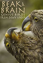Beak & Brain  Genius Birds from Down Under (2013)