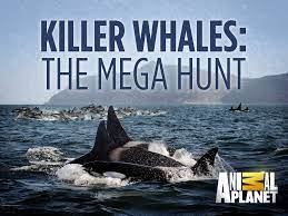 Watch Full Movie :Killer Whales: The Mega Hunt (2016)