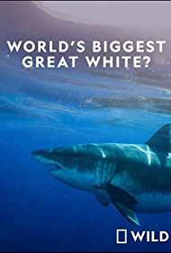 Worlds Biggest Great White Shark (2019)