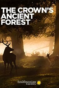 The Crowns Ancient Forest (2021)